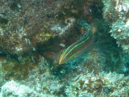 99  Ornate Wrasse IMG 2639